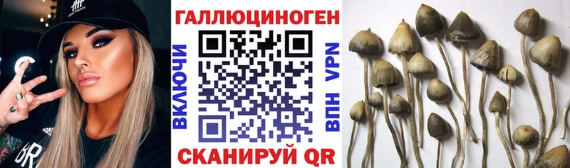 Псилоцибиновые грибы Psilocybe  сколько стоит  Ачхой-Мартан 