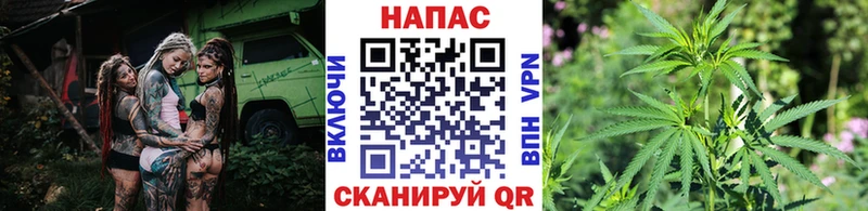 Бошки марихуана конопля Ачхой-Мартан